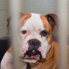 Maakt zich sterk voor professionele opvang van zwerfdieren in Gooi en omstreken bij Dierenasiel Crailo. Blijf petitie tekenen svp!