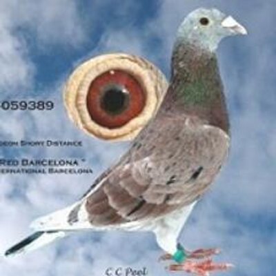 elimar pigeons elimarpigeons twitter elimar pigeons elimarpigeons twitter