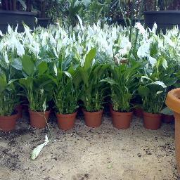 ITHREES1's profile picture. HORTICULTURIST