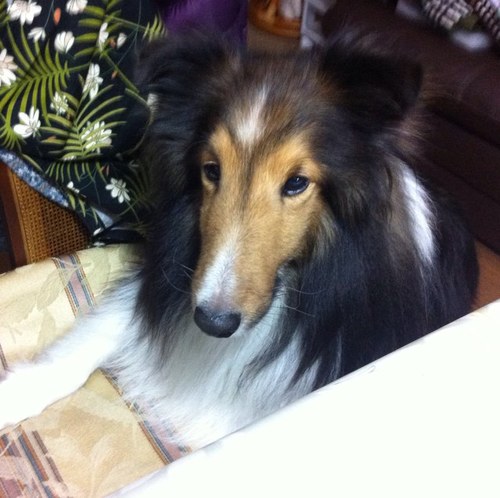 ChikaKyoko's profile picture. 