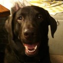 Tim Hulse - @LadyLilyDog - Twitter