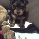 Joy Dowell - @JoyDowell - Twitter