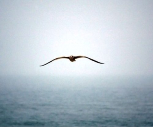 Marya_A7's profile picture. 