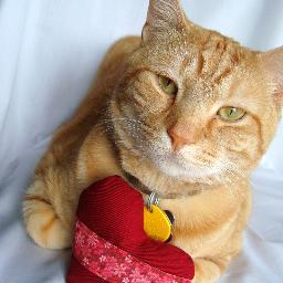 At Bax Cat & Co. we create organic catnip cat toys, cat mats, and bandanas for your special cat!  Thank you for your support =^-^=