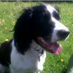 I'm a very happy and friendly springer who loves tea-towels, socks and being chased!