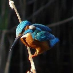 FriendsRDW's profile picture. The Friends of Russia Dock Woodland was established to promote the welfare of the Woodland and its visitors.  We hope that you enjoy it as much as we do.