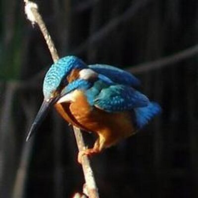 https://pbs.twimg.com/profile_images/3240650648/22823a8e16480a9e43880c03d441d7e8_400x400.jpeg
