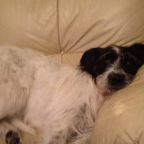 CowgillCarolyn's profile picture. 