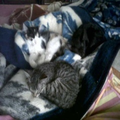 goodwinfi's profile picture. no nigga no proble