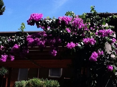 SusannaMorici's profile picture. 