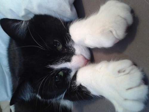 Supply Chain Strategist at SDL in Sheffield. Tweeting in a personal capacity about languages, football, nail art and cats