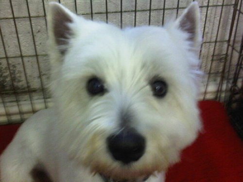I am Sammy a boy Westie. I live with my mum, dad and my older sister Poppy, a Yorkshire Terrier who bullies me. I love a good snuggle.