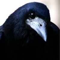 Rookmeister (@rookmeister) 's Twitter Profile Photo Rookmeister (@rookmeister) 's Twitter Profile Photo