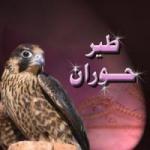 أعبر مابداخلي وبعض الكلام الذي يروق لي في شتى المجالات