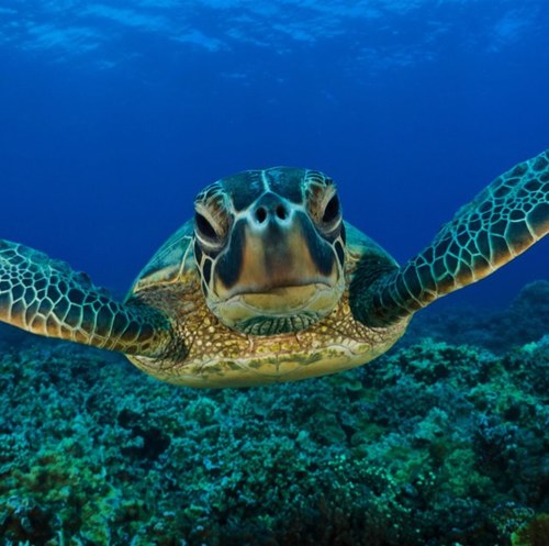 Justaseaturtle's profile picture. I'm good at swimming, I can eat mad jelly fish, my shell is dope a'f, I have great lung capacity & I play water polo with Nemo and Squirt on Sundays whaddup