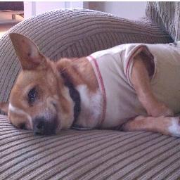 What is cuter than dogs sleeping? Tweet me pics or email them to DogsSleepPics@gmail.com