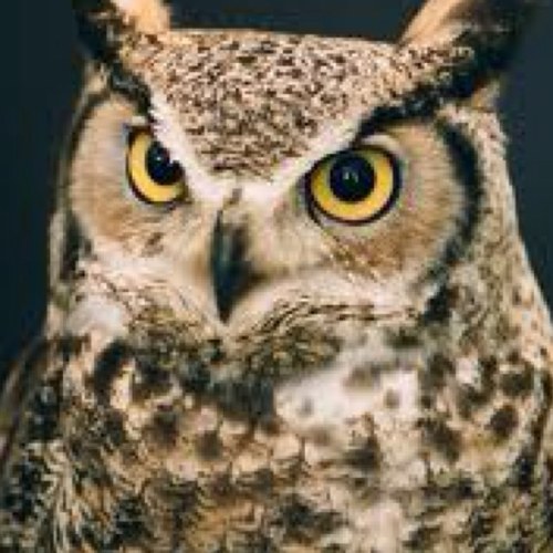 KdillonKurt's profile picture. Kansas FFA advisor, furniture builder, gardener, family man, home brewer, and BBQer. K-State sports fan