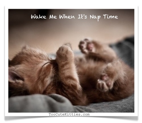 The cutest kitties ever....ever!