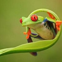 Acción Ecológica (@accioneco) 's Twitter Profile