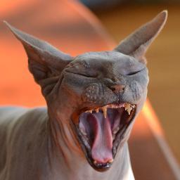 sphynxdaddy's profile picture. 