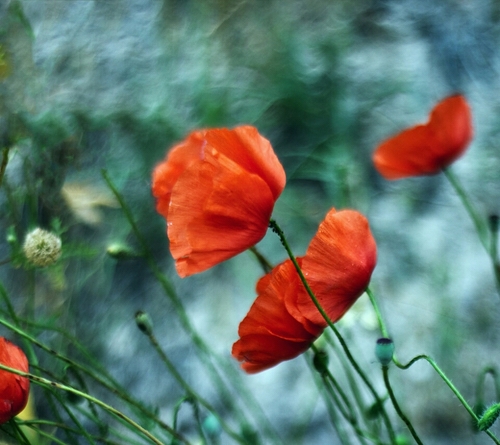 moudhi_alajmi's profile picture. 