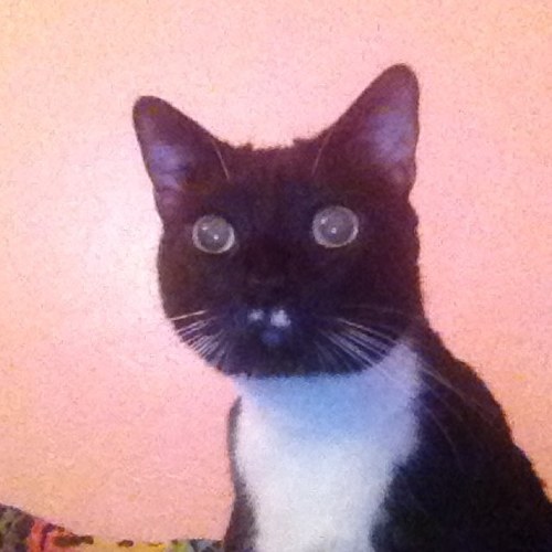 Chocko Berry is my bf ~~But id pick food over him anyday , Just a chubby meowmeow. @ash_bags is my mom. stay black stay beautiful :)