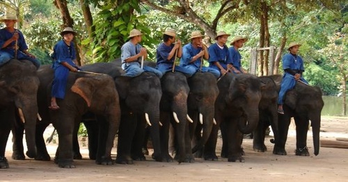 tourified's profile picture. Book your Thailand tour