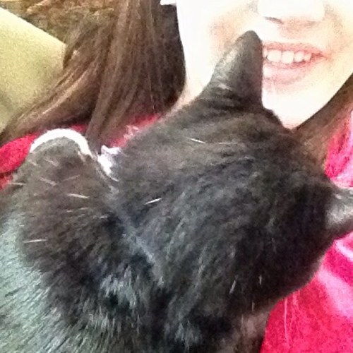 thesearemycats's profile picture. all i talk about is cats. soooo. have fun.