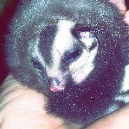 Suggies Sabah.. Kini d SABAH.. Sepa2 mau bli Sugar Glider cr la kami. (0168299156 Viber&LINE)(Whatsapp 0168114236) http://t.co/pqVUSsTFCg