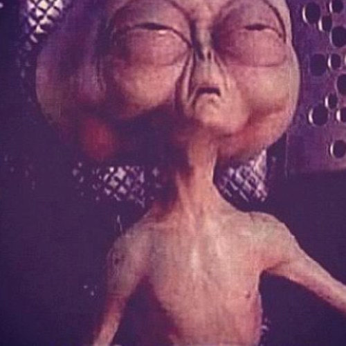 BentleysCinamon's profile picture. 