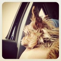 Tara (Jeannie) Carrow (@tjlbnc) 's Twitter Profile