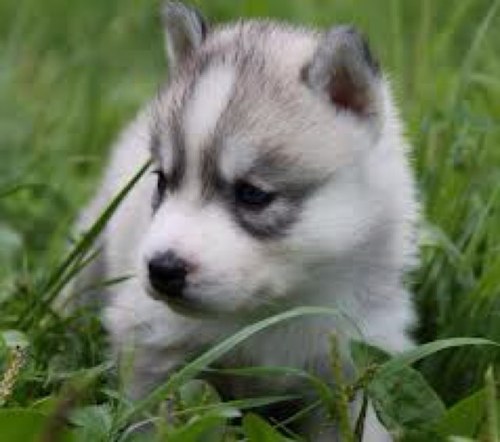 Woof woof woof woof woof woof woof