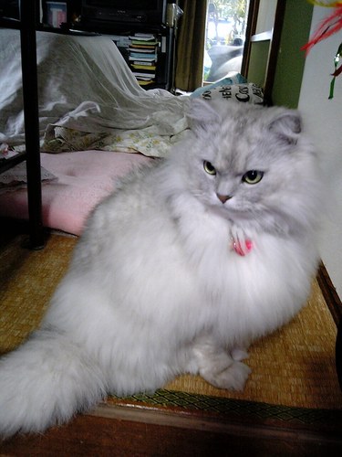 保護猫3姉妹のねこたちにお仕えしながら淡水魚やら虫をガサるのがお仕事。エレゴスお洋服と靴とアイシャドウにだけは超こだわる。最近は同居のおおきな着ぐるみ猫の撮影係をよくやってます(* ॑꒳ ॑* )Instagramはほぼねこ。→ https://t.co/QMG1u9oZ1S
