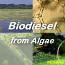 I OWN A ALGAE FUEL AND HYDROGEN FUEL COMPANY IN SAN DIEGO CALIFORNIA . I WANT THE WORLD TO REALIZE THE POTENTIAL OF ALGAE AND HYDROGEN TECHNOLOGIES