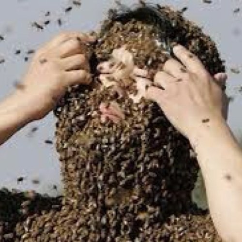 hivedaddy's profile picture. i'll never stop loving bees, not in this life, not in the next