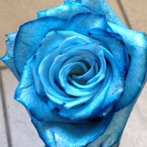 chiosav's profile picture. I follow the Mozziah and a proud member of #BlueRoseSociety
#mozarmy