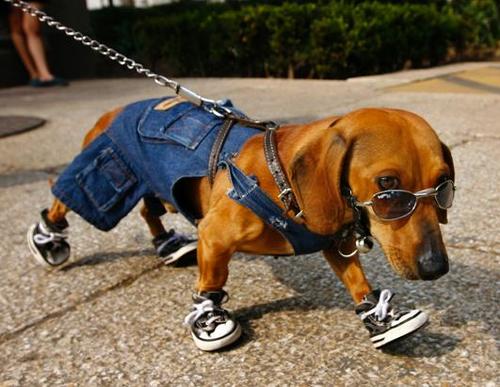 pay me in scooby snacks