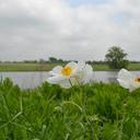 sho lee - @shohrey - Twitter