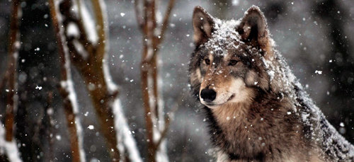 Cheyenne Wolf Sanctuary: for wolves & wolf hybrids.