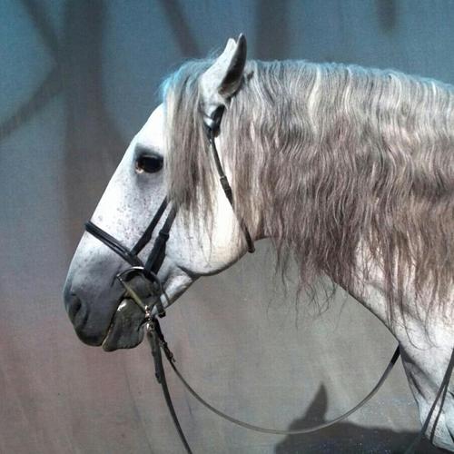 sabrarita's profile picture. 