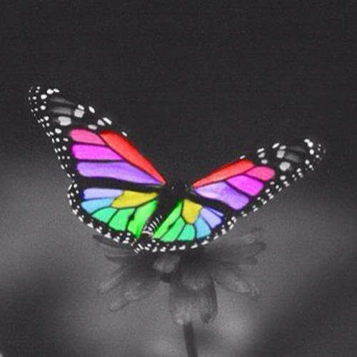 flutter118's profile picture. 