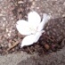 高遠さくら