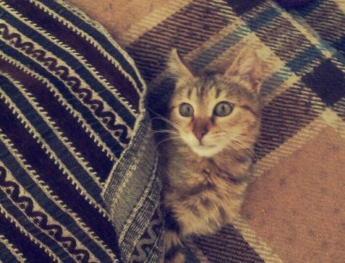 RanaZaghal's profile picture. 