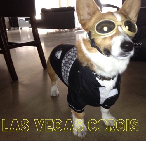 Corgi meetup group in Las Vegas. Join us for play dates at the dog park, hikes, Corgis & Cocktails yappy hour. Obsessed with Corgis!
