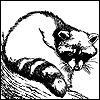 The Raccoon