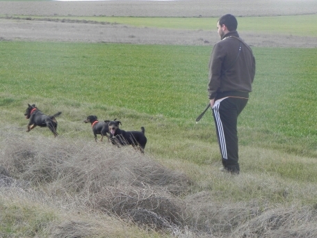 Selección de drahthaar, jagd terrier y teckel para la caza principalmente zorro, perdiz, conejo, liebre y jabali. afijo DE ROZUELAS