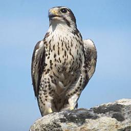 InzSokol's profile picture. 