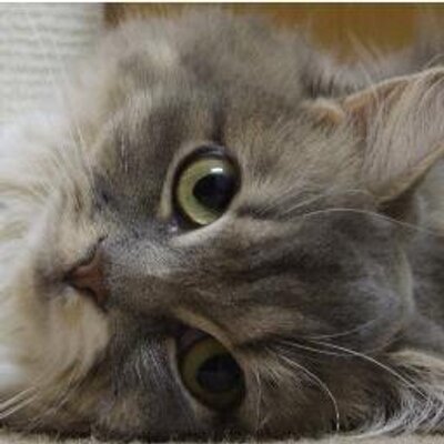 猫カフェ あまえんぼう Cat Amaenbou Twitter
