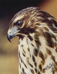 abotalalll_70's profile picture. نحمد الله ونشكره علي كل حال