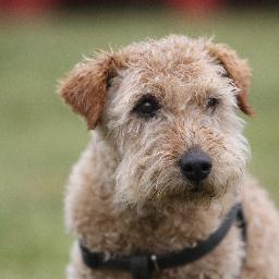 Terrible terrier - I'm my own dog & a constant companion to a rural worker. Like country walks and small furries.